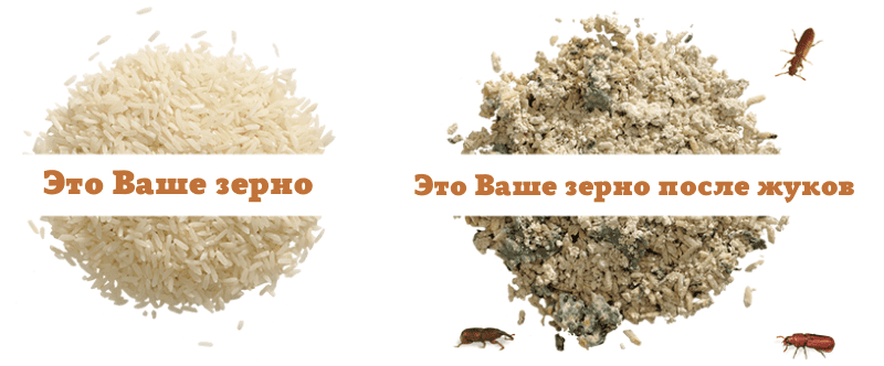 Это-Ваше-зерно-после-жуков-2